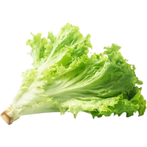 Organic Lettuce